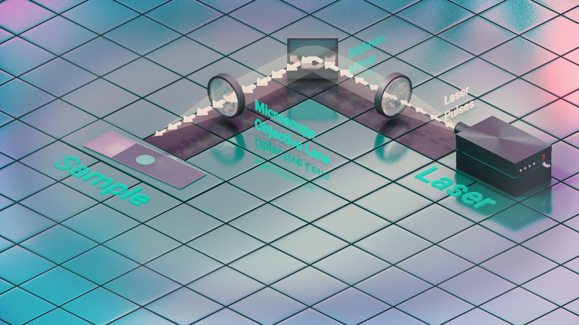 Multiphoton Microscopy